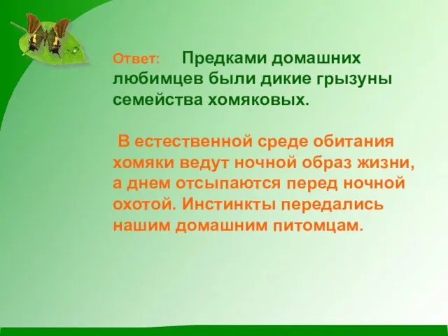 Ответ: Предками домашних любимцев были дикие грызуны семейства хомяковых. В