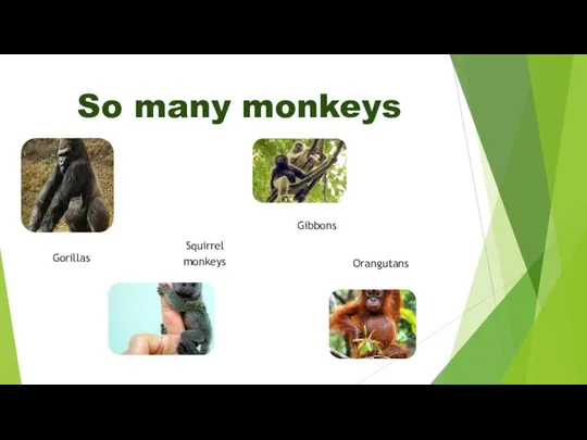 So many monkeys