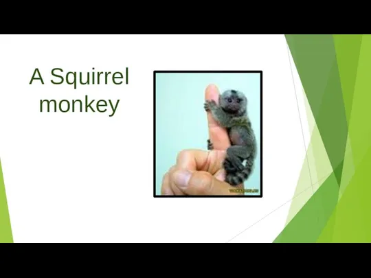 A Squirrel monkey