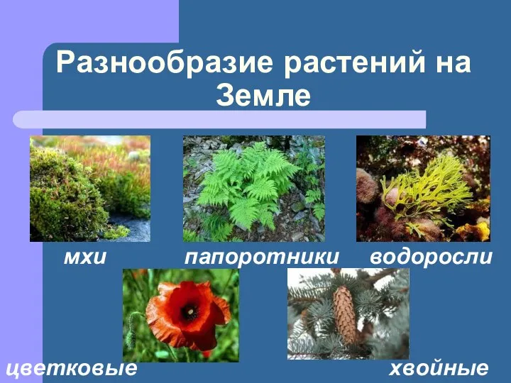 Разнообразие растений на Земле мхи водоросли папоротники цветковые хвойные