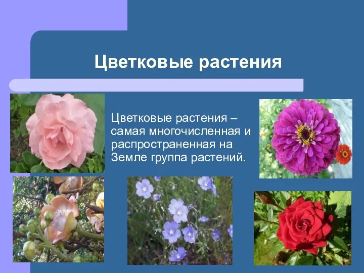 Цветковые растения Цветковые растения – самая многочисленная и распространенная на Земле группа растений.