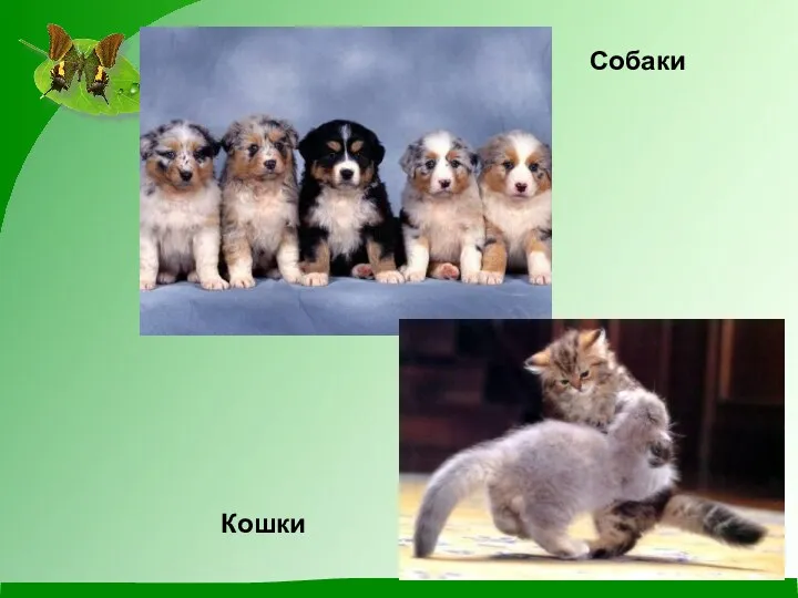 Собаки Кошки