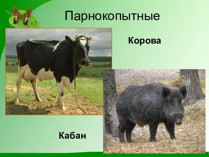 Парнокопытные Корова Кабан