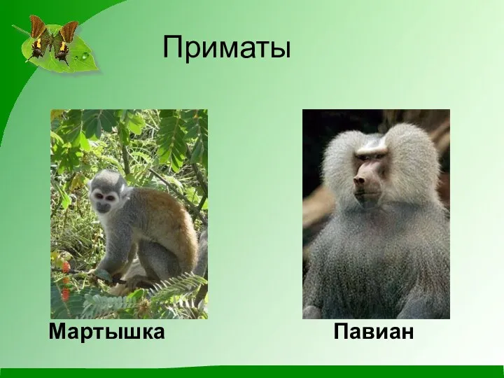 Приматы Мартышка Павиан