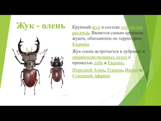 Жук - олень Крупный жук в составе семейства рогачей. Является самым крупным жуком,