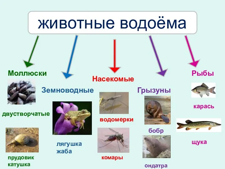 Моллюски Земноводные Насекомые Грызуны Рыбы двустворчатые лягушка жаба водомерки бобр карась животные водоёма