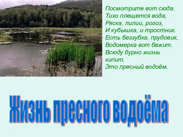 Посмотрите вот сюда. Тихо плещется вода, Ряска, лилии, рогоз, И кубышка, и тростник.