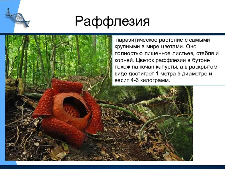 Раффлезия паразитическое растение с самыми крупными в мире цветами. Оно