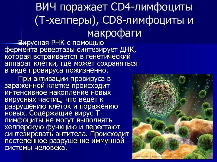 ВИЧ поражает CD4-лимфоциты (Т-хелперы), CD8-лимфоциты и макрофаги Вирусная РНК с