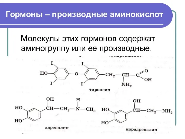 Гормоны – производные аминокислот Молекулы этих гормонов содержат аминогруппу или ее производные.