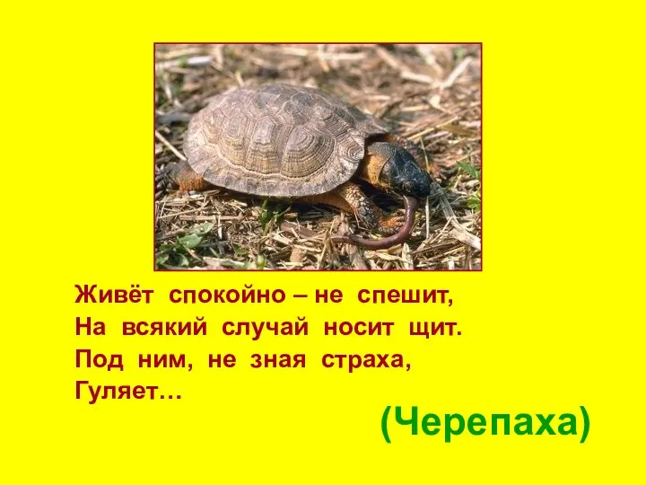 (Черепаха) Живёт спокойно – не спешит, На всякий случай носит щит. Под ним,