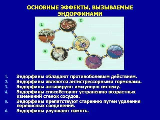 Эндорфины обладают противоболевым действием. Эндорфины являются антистрессорными гормонами. Эндорфины активируют