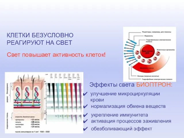 КЛЕТКИ БЕЗУСЛОВНО РЕАГИРУЮТ НА СВЕТ Свет повышает активность клеток! улучшение