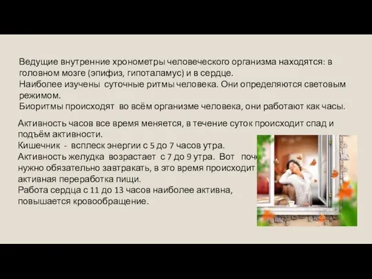 Ведущие внутренние хронометры человеческого организма находятся: в головном мозге (эпифиз,