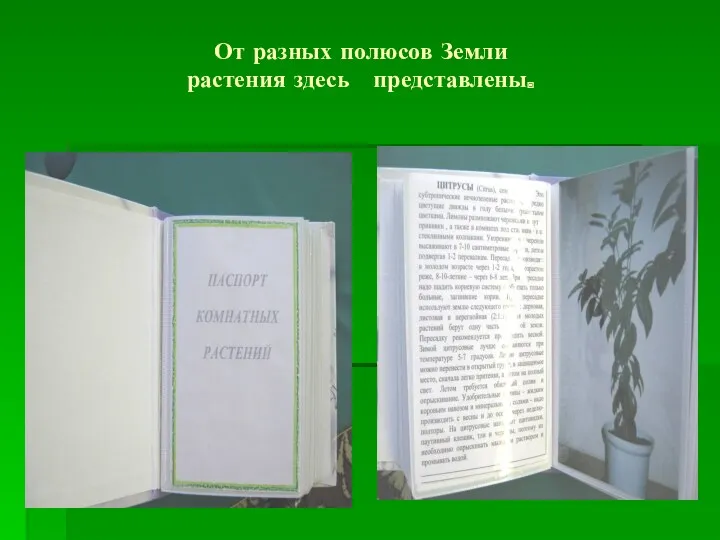 От разных полюсов Земли растения здесь представлены.