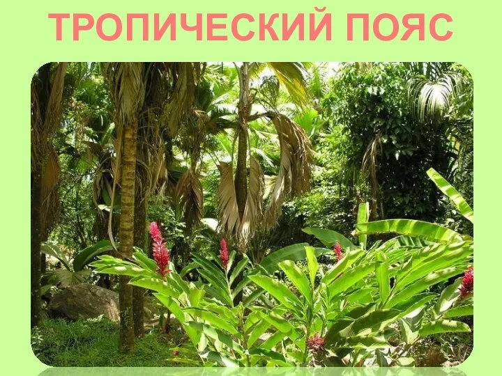 ТРОПИЧЕСКИЙ ПОЯС