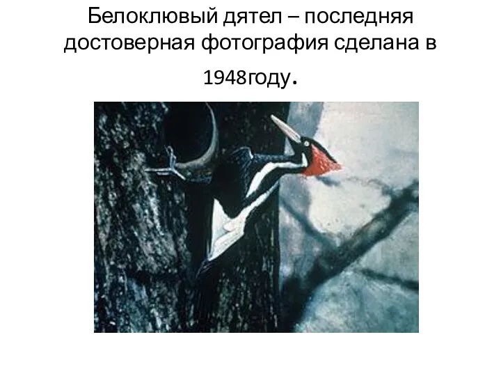 Белоклювый дятел – последняя достоверная фотография сделана в 1948году.