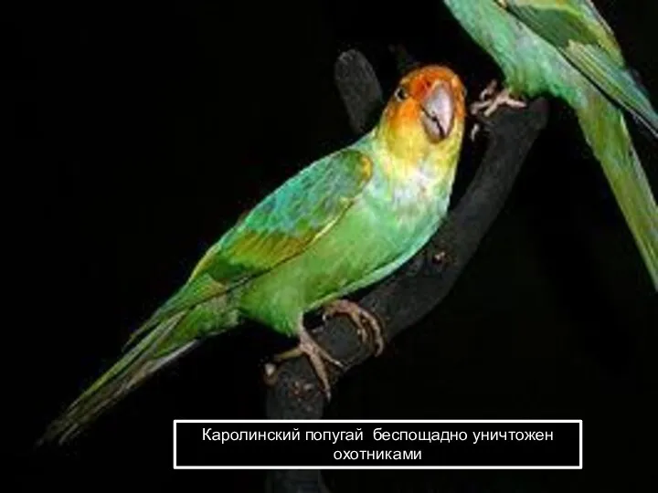 Каролинский попугай беспощадно уничтожен охотниками