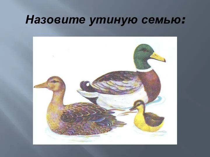 Назовите утиную семью: