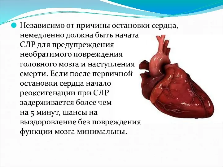 Независимо от причины остановки сердца, немедленно должна быть начата СЛР