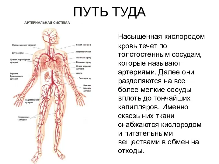 ПУТЬ ТУДА Насыщенная кислородом кровь течет по толстостенным сосудам, которые называют артериями. Далее