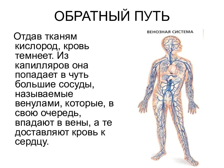 ОБРАТНЫЙ ПУТЬ Отдав тканям кислород, кровь темнеет. Из капилляров она попадает в чуть