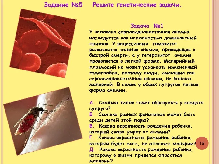 Задача №1 У человека серповидноклеточная анемия наследуется как неполностью доминантный