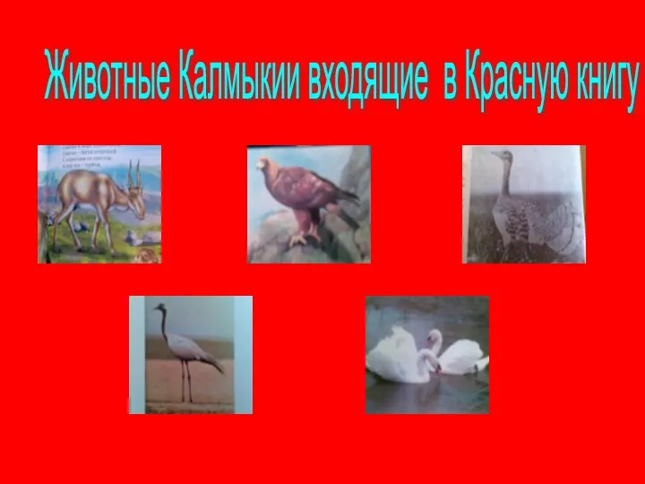 Животные Калмыкии входящие в Красную книгу