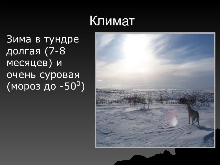 Климат Зима в тундре долгая (7-8 месяцев) и очень суровая (мороз до -500)