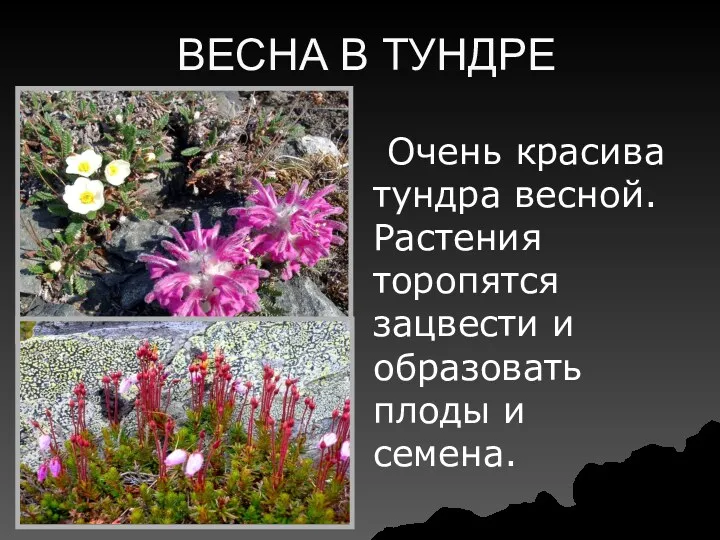 ВЕСНА В ТУНДРЕ Очень красива тундра весной. Растения торопятся зацвести и образовать плоды и семена.