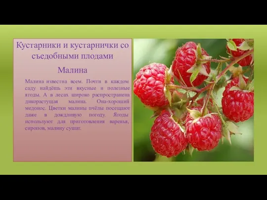 Кустарники и кустарнички со съедобными плодами Малина Малина известна всем.