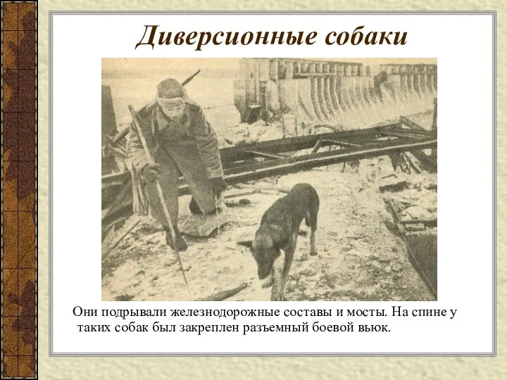 Диверсионные собаки Они подрывали железнодорожные составы и мосты. На спине