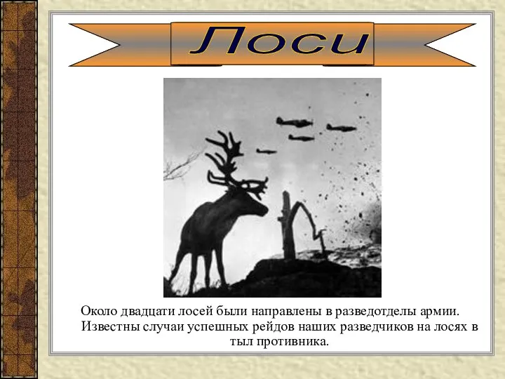 Около двадцати лосей были направлены в разведотделы армии. Известны случаи