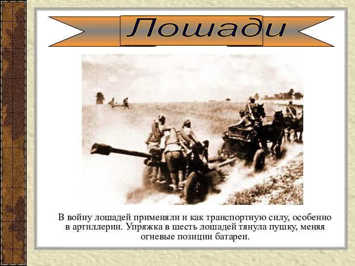 В войну лошадей применяли и как транспортную силу, особенно в