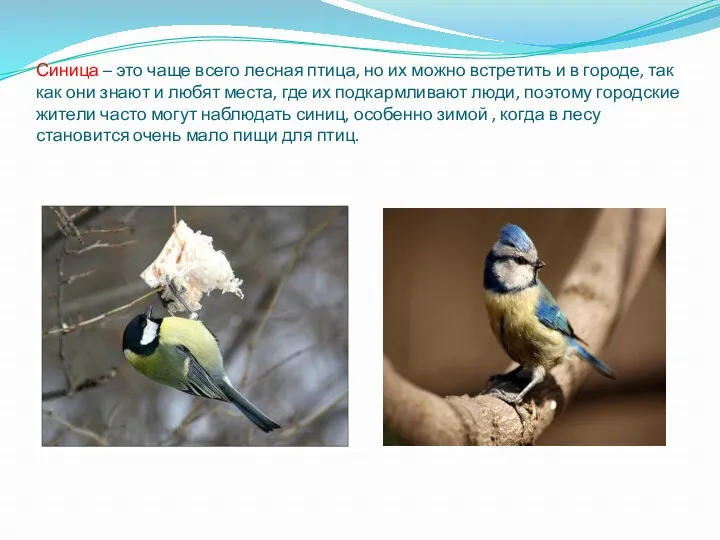 Синица – это чаще всего лесная птица, но их можно встретить и в