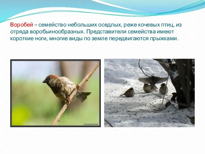 Воробей – семейство небольших оседлых, реже кочевых птиц, из отряда воробьинообразных. Представители семейства
