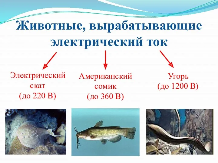 Животные, вырабатывающие электрический ток Электрический скат (до 220 В) Американский