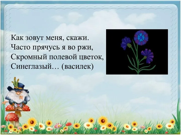 Как зовут меня, скажи. Часто прячусь я во ржи, Скромный полевой цветок, Синеглазый… (василек)