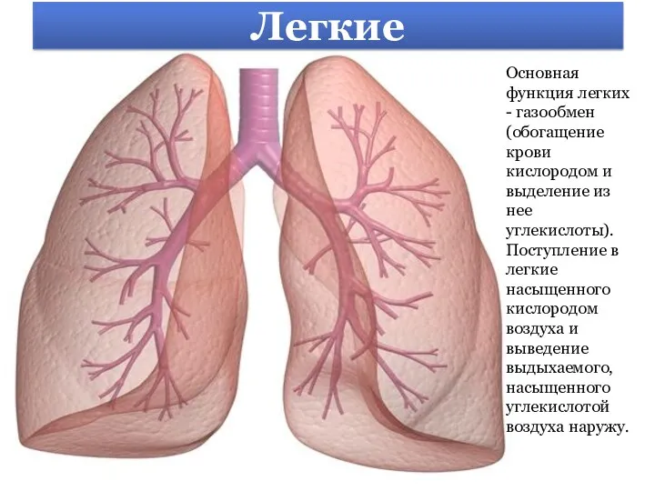 Легкие Основная функция легких - газообмен (обогащение крови кислородом и
