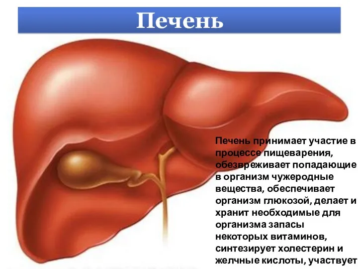 печень Печень Печень принимает участие в процессе пищеварения, обезвреживает попадающие