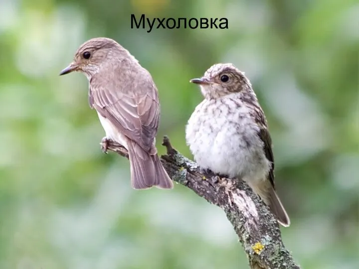 Мухоловка