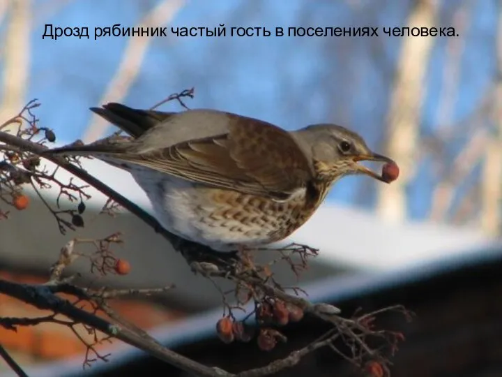 Дрозд рябинник частый гость в поселениях человека.