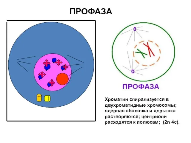 ПРОФАЗА Хроматин спирализуется в двухроматидные хромосомы; ядерная оболочка и ядрышко