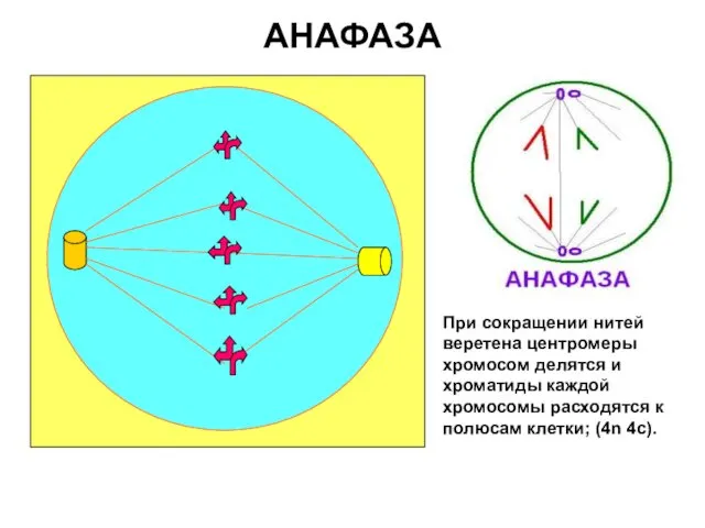 АНАФАЗА При сокращении нитей веретена центромеры хромосом делятся и хроматиды