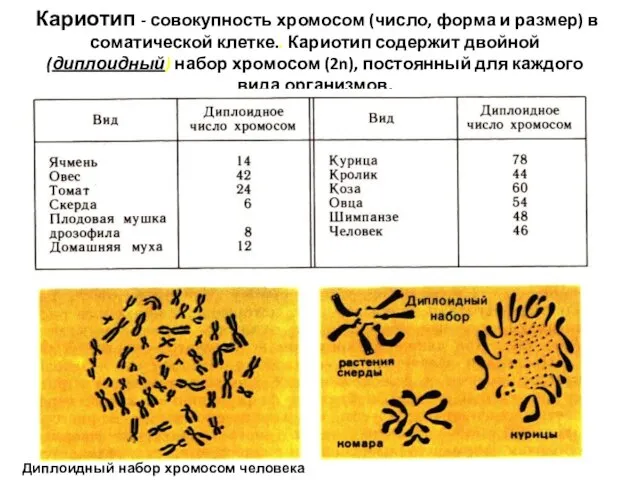 Кариотип - совокупность хромосом (число, форма и размер) в соматической