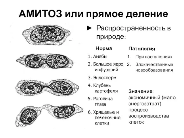 АМИТОЗ или прямое деление Распространенность в природе: Норма 1. Амебы