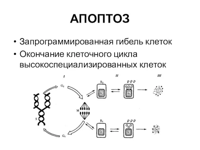 АПОПТОЗ Запрограммированная гибель клеток Окончание клеточного цикла высокоспециализированных клеток