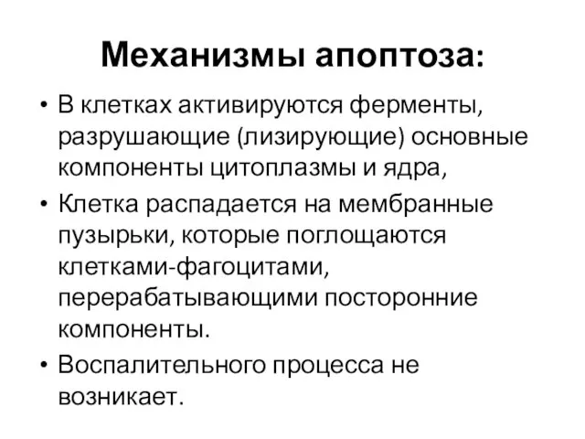 Механизмы апоптоза: В клетках активируются ферменты, разрушающие (лизирующие) основные компоненты