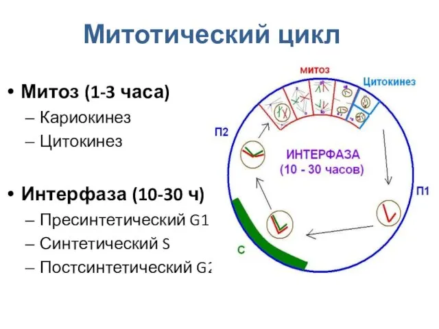 Митотический цикл Митоз (1-3 часа) Кариокинез Цитокинез Интерфаза (10-30 ч) Пресинтетический G1 Синтетический S Постсинтетический G2