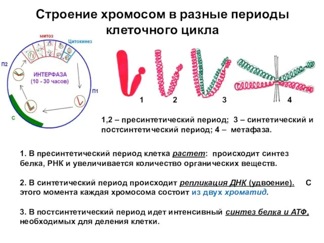 Строение хромосом в разные периоды клеточного цикла 1 2 3